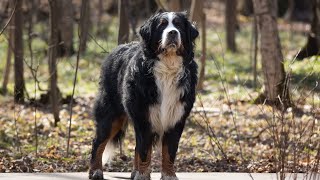 Bernese Mountain Dog Hip Dysplasia Prevention and Treatment [upl. by Cressy]