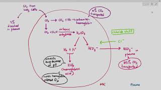 813 Carbon Dioxide Transport in the Blood Cambridge AS amp A Level Biology 9700 [upl. by Augustin]