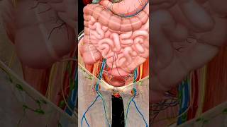 Internal organs smallintestine urinarysystem bladderanatomy animation [upl. by Harat]