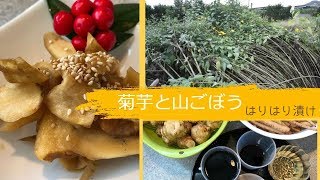 【菊芋の漬物】菊芋と山ごぼうの「はりはり漬け」レシピ ⏰ 出来上がりまで2日間 [upl. by Eirrol]