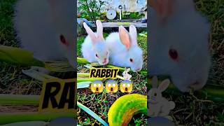 Rabbit 🐇😱😱😱 cute trending youtubeshorts shortvideo photography explorepage Hardoi mini zoo [upl. by Acira370]