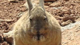 Viscacha [upl. by Minette144]