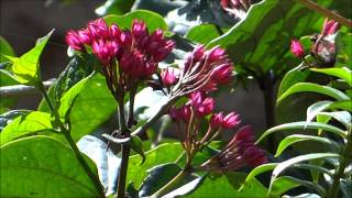 Beautiful Flower  Clerodendrum splendens  Flaming Glorybower [upl. by Irej702]