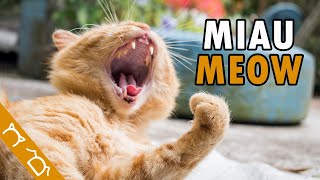 Videos De Gatos Maullando  Cats Meowing Sound Effect Funny Videos [upl. by Gordon]