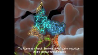 The Ribosome in Protein Synthesis mRNA codon recognition and the peptidyltransfer reaction [upl. by Leanatan]