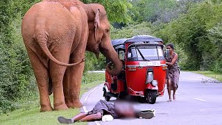 Wild elephants that make people mad elephantattack [upl. by Seilenna669]