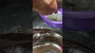 Big catfish broodstock Stripping of Egg for Hatching fishing trendingshorts catfishfarm [upl. by Riella]