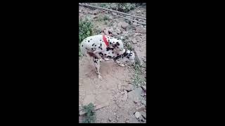 Dog breeding puppy dog pets breeding animals doglover [upl. by Ayet]