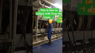 How to collect milk from Cows subscribe farm cows dairyfarm denmark [upl. by Tala725]