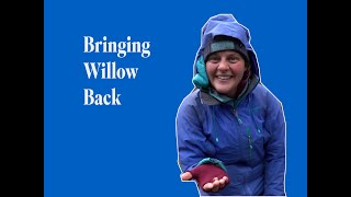 BRINGING WILLOW BACK How the RSPB and partners are restoring montane woodland in the Cairngorms [upl. by Goodman35]