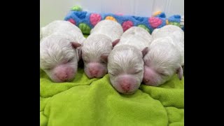 Bichon Frise Puppies  4 Males [upl. by Skill]