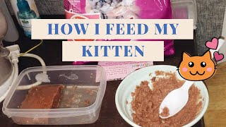 HOW I FEED MY KITTEN  Whiskas Junior [upl. by Leoy]