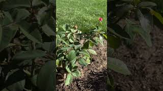 “Fragrant Cloud” Hybrid Tea Rose [upl. by Esele]