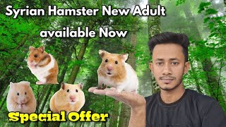 Syrian hamster available Now  New Adult Syrian hamster available Now  Hamster price  My Hobby Bd [upl. by Purdum]