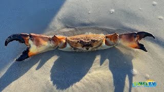 Stone Crab and Large 9Arm Sea Star on the Beach in Naples FL [upl. by Castorina677]