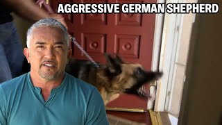 How To Know If A Dog Is Protective Insecure Or Aggressive  Cesar 911 Season 2 Ep 2  Part 1 [upl. by Lauree]