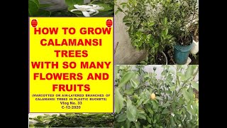 How To Grow Calamansi Trees With So Many Flowers And Fruits  Marcotted or Airlayered Branches [upl. by Dari]