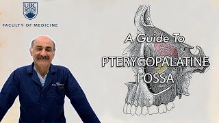 Pterygopalatine Fossa [upl. by Aseeram861]