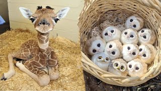 AWW Animals SOO Cute Cute baby animals Videos Compilation cute moment of the animals 7 [upl. by Blondy936]