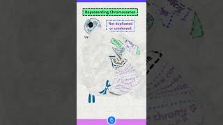 Definition of Chromatin Chromosome and Chromatid [upl. by Anerac]