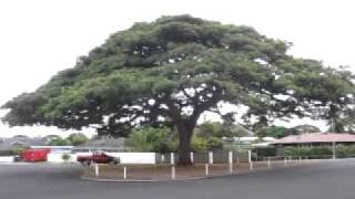 Hawaii Monkey Pod Tree Albizia Saman Kahala Oahu [upl. by Lynnell]