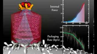 DNA Packaging Φ29 Molecular Motor Pressure vs Packaging Rate [upl. by Omland]