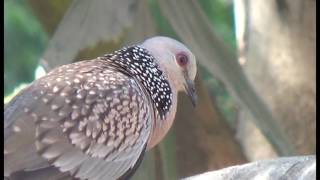 A Spotted Dove call [upl. by Seligmann]