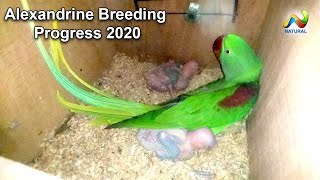 Alexandrine and Gary Parrots Breeding Progress 2020  Parrot For Sale [upl. by Marielle]