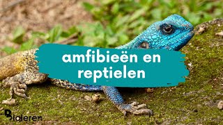 Bioleren  Verschil tussen amfibieën en reptielen [upl. by Ahsot]