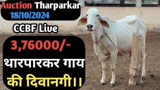 👍376000 Tag no7738 Tharparkar Cow👍Sale Ccbf Suratgarh Farm👍Auction18102024👍Freshmilkdairyfarm [upl. by Ainar30]