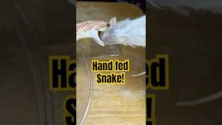 I Hand Fed a Hognose Snake and it was adorable [upl. by Eeliak]