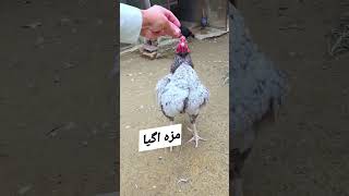 Mianwali  Aseel Murga  Pakistan  beautiful rooster [upl. by Meela]