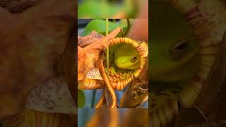 How Pitcher Plant Eat Animals 😨 [upl. by Aitak]