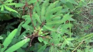 Mimosa polydactyla from Equador Folds up Its Leaves in Response to Touch [upl. by Canute]