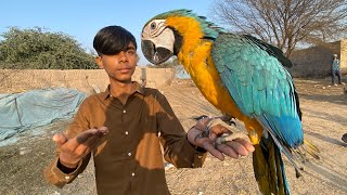 Finally Macaw Parrot handtame ho gaya [upl. by Eihtur]