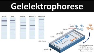 Gelelektrophorese  Verfahren zur DNAAnalyse  Biologie Gentechnik [upl. by Ulla]