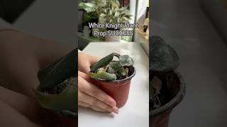 Prop SUCCESS shorts diy indoorplants plants gardening garden propagation plantcare [upl. by Haissi]