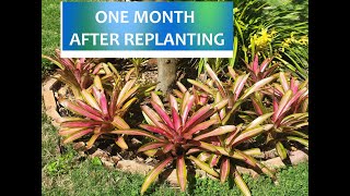 Replanting a Distressed Bromeliad Bed [upl. by Klinges185]