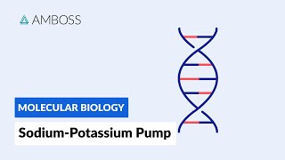 Sodiumpotassium ATPase Active Transport [upl. by Regen]