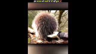 Do not touch this animal even by mistake ❌  shorts facts [upl. by Tunnell]