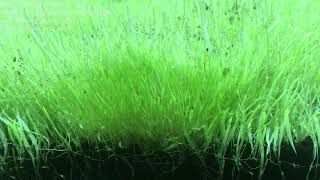 Part 2 Utricularia graminifolia 2 months submersed Insane pearling after trim [upl. by Jeunesse]