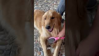 I’m Cute🥰 shortvideo goldenretriever doglover [upl. by Glyn]