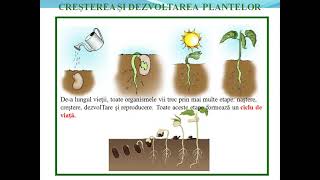 Cresterea si dezvoltarea plantelor  Lectii de biologie [upl. by Ramaj]