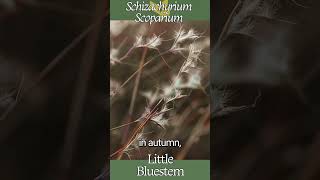 Little Bluestem Schizachyrium scoparium [upl. by Ramyar]