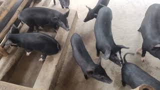 PIG FARMING PIGLETS VIDEO  TND LARGE WHITE [upl. by Circosta131]