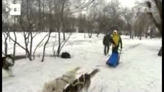 Vacaciones moscovitas en mushing el trineo tirado por perros [upl. by Diley]