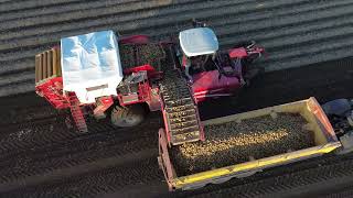 Melton ConstableNorfolk 2024 Potatoe Harvest [upl. by Milt]