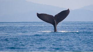 Whale watching nova scotia 2021  whale watching bay of fundy  Can in Canada [upl. by Chuipek365]