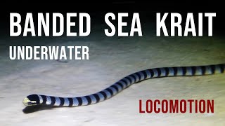 My dive buddy a Yellowlipped Sea Krait laticauda Colubrina teaching me how to move underwater [upl. by Ybocaj]