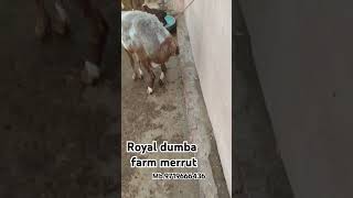 Royal dumba farm meerut goat animals dumba youtubeindia shorts shortvideo [upl. by Mychael]